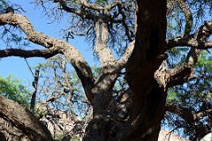 07 Ancient Algorrobo Tree Said To Be Around 700 Years Old Next To The Main Square Plaza 9 de Julio in Purmamarca.jpg